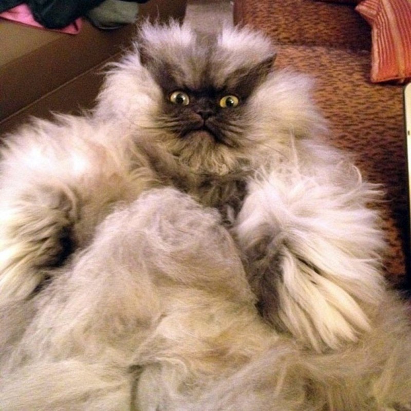 Морда черного кота