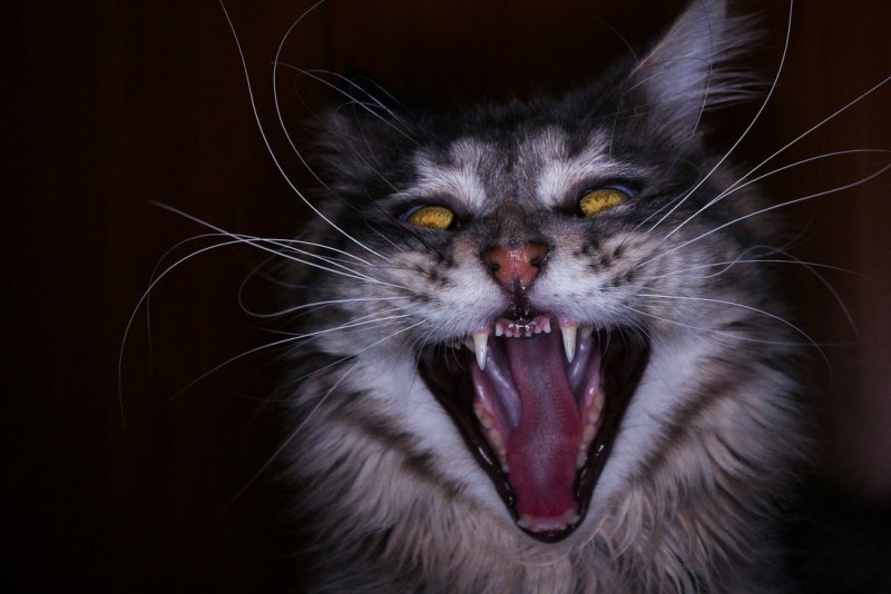 Злая белая кошка