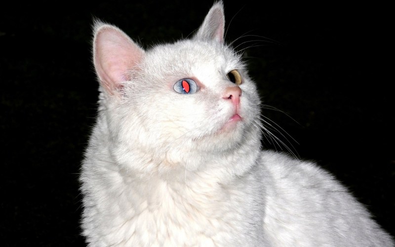 Вредная кошка