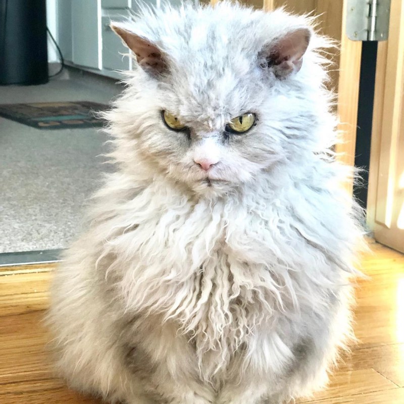 Кот Альберт Феникс