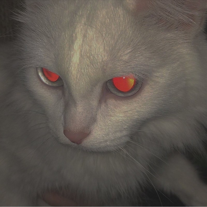 Яростный кот