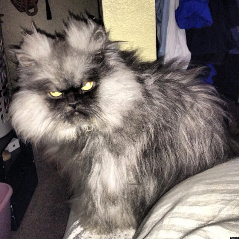 Суровый кот