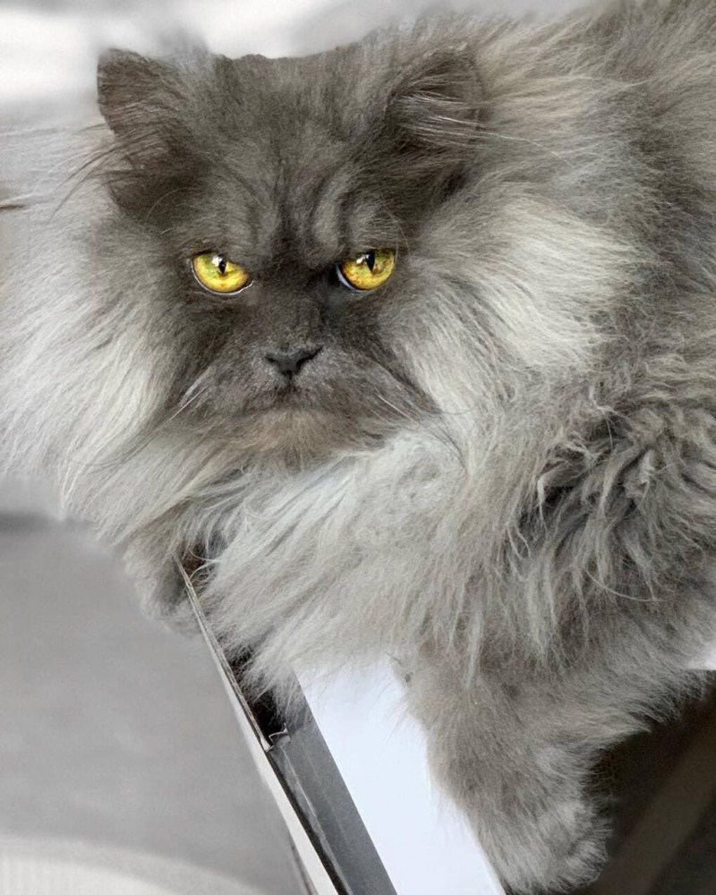 Кот Джуно