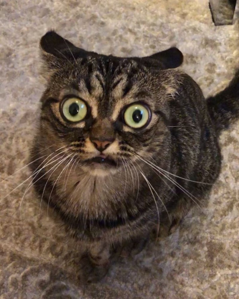 Кот шипит