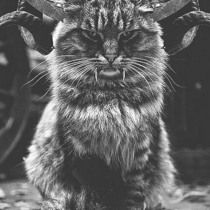 Фото кошачьего монстра