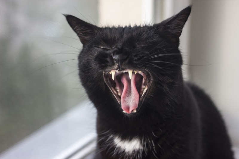 Сумасшедший кот