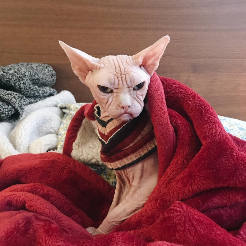 Хмурый кот