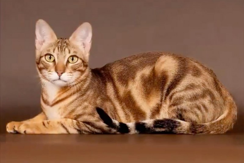 Кенийская Лесная кошка сококе
