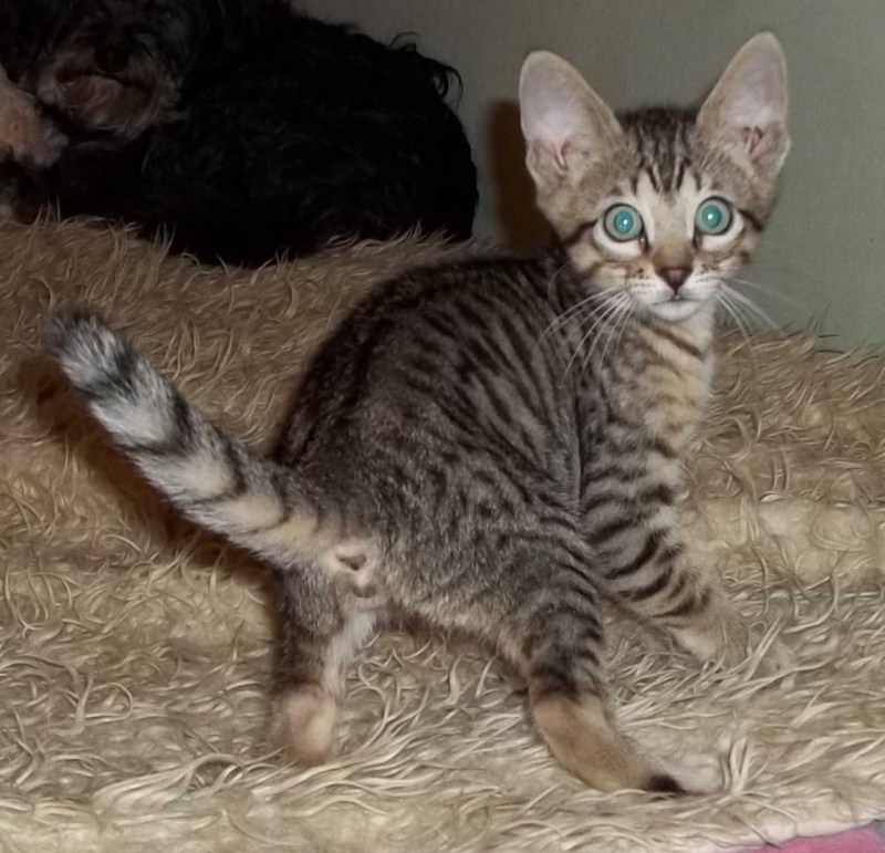 Котята породы Серенгети