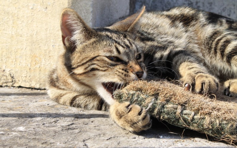 Дружелюбная кошка