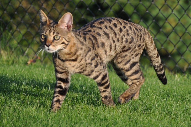 Кот породы Саванна