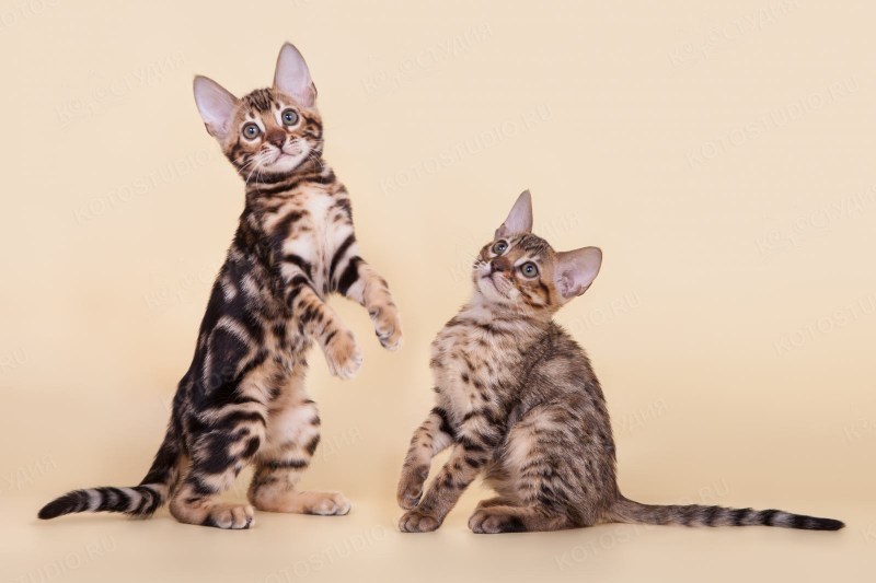 Бенгальский кот Серенгети