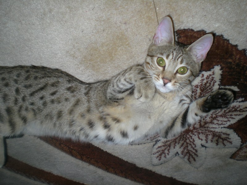 Кошка породы Аллерка