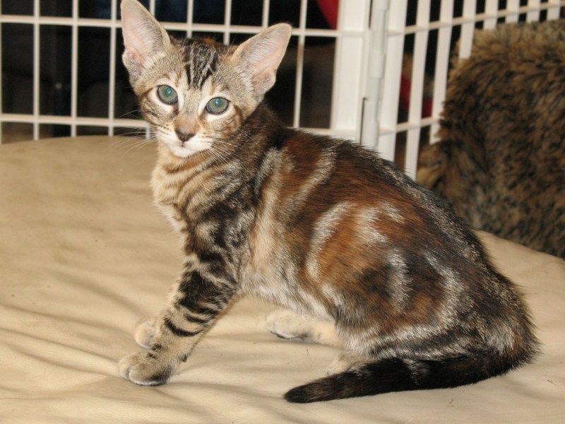 Котята породы Серенгети