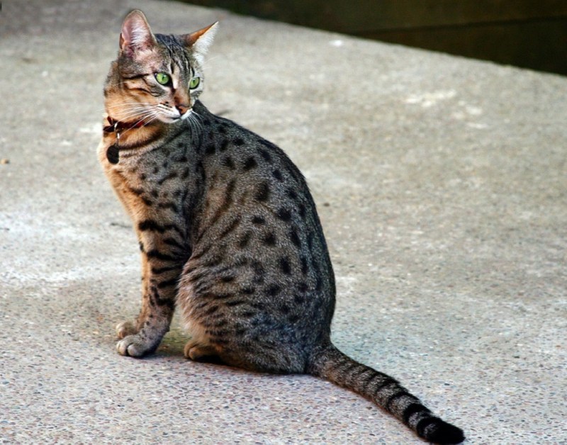 Серенгети кошка черная