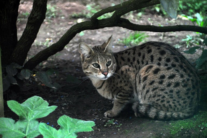 Кошка породы сервал