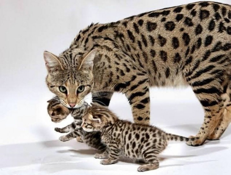 Серенгети кот серый