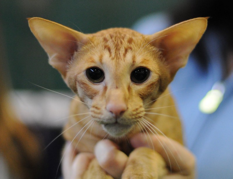 Яванез кошка