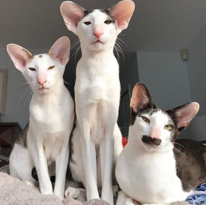 Ориентальная кошка