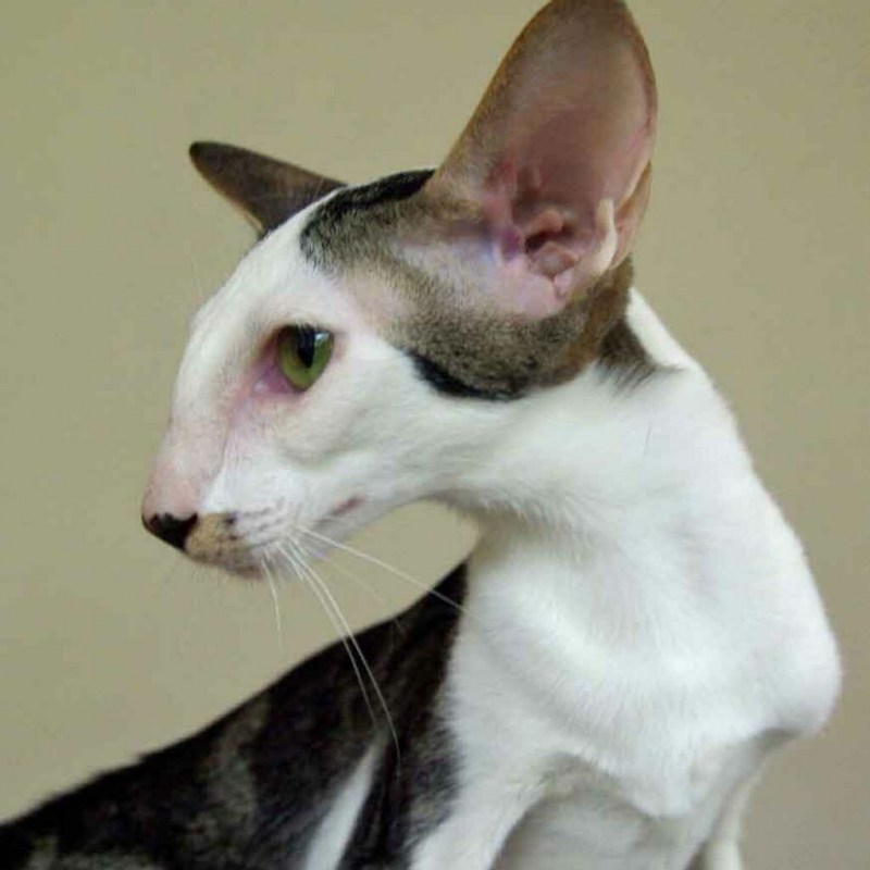 Коты с большими ушами ориенталы