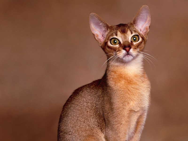Ориентальная кошка котята