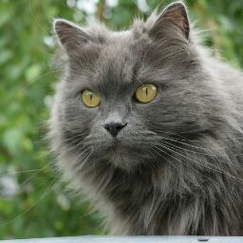 Дымчатый кот дворовый