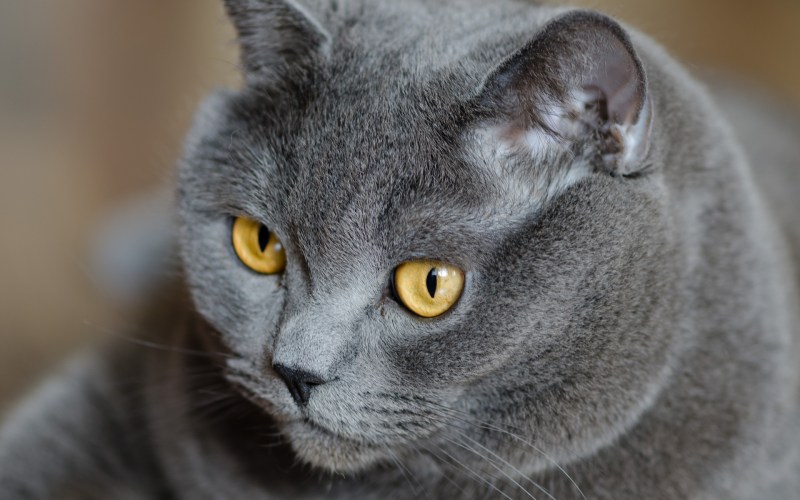 Скоттиш шартрез