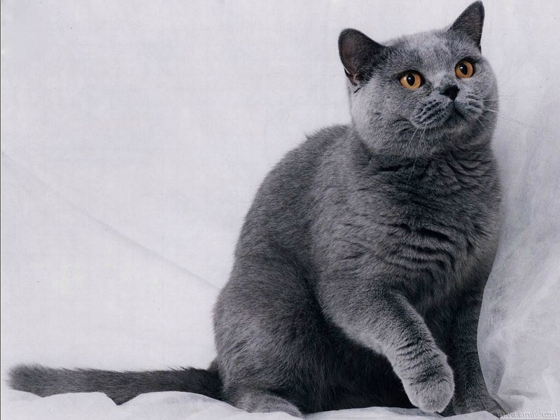 Британская короткошёрстная кошка