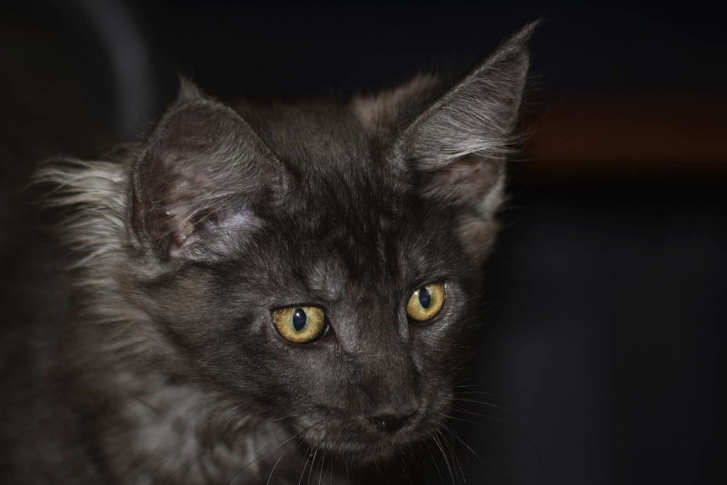 Кошка серая