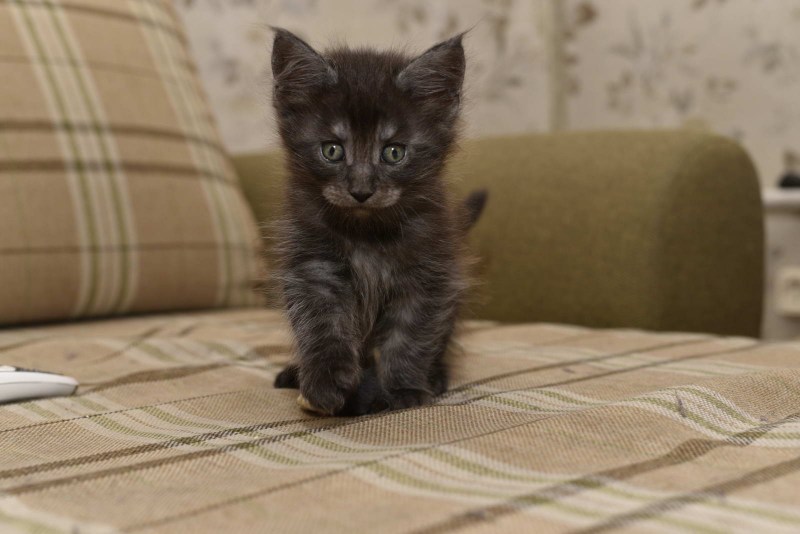 Британская дымчатая кошка