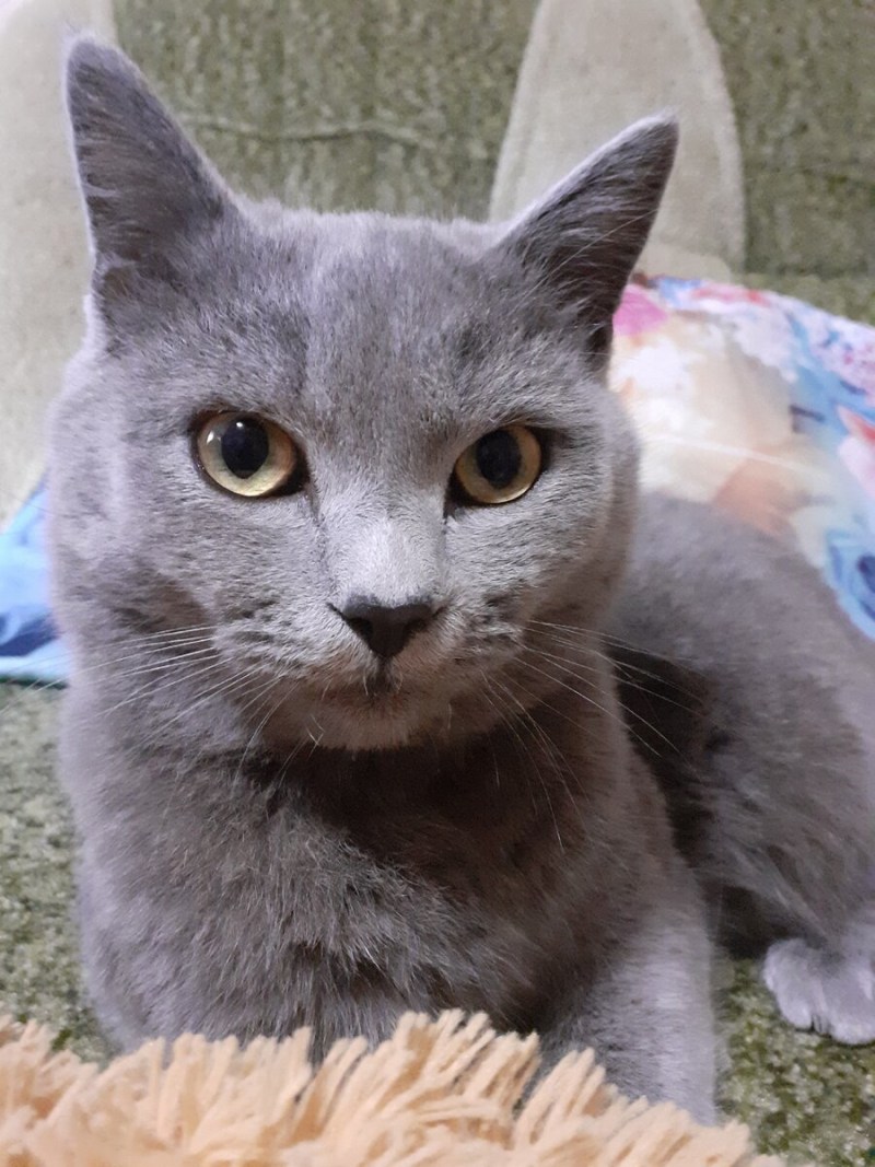 Дымчатый котенок