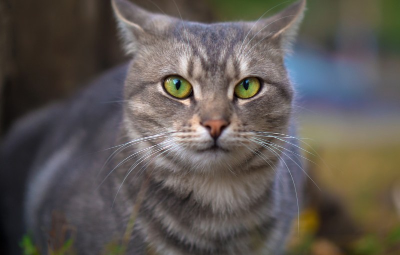 British Shorthair кошка