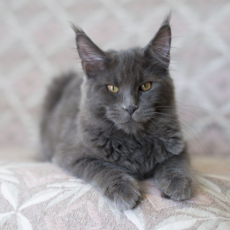 Дымчатая кошка фото