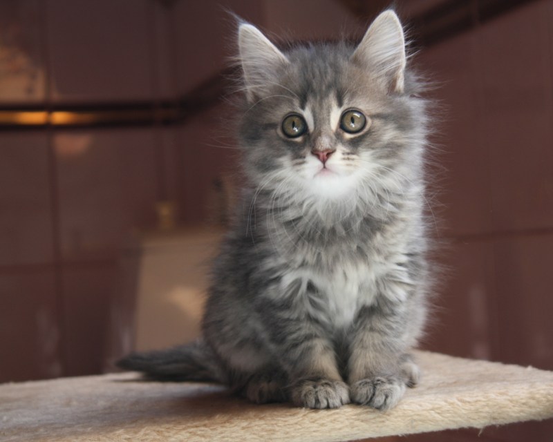 Британский короткошерстный кот серый