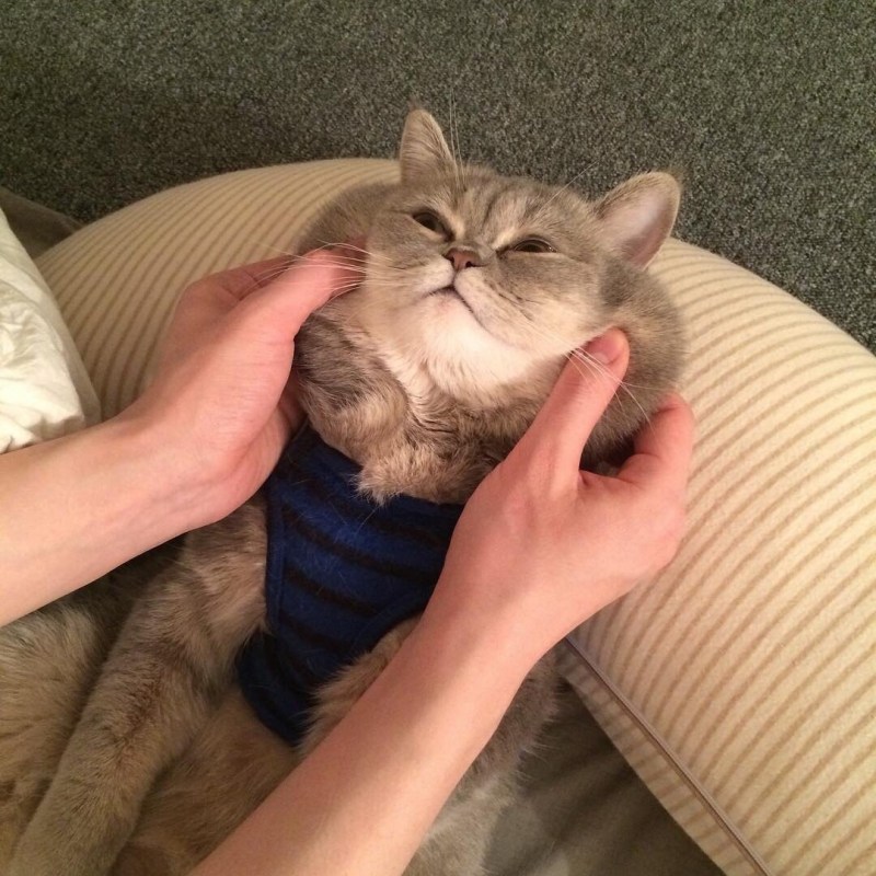 Кошачьи щеки