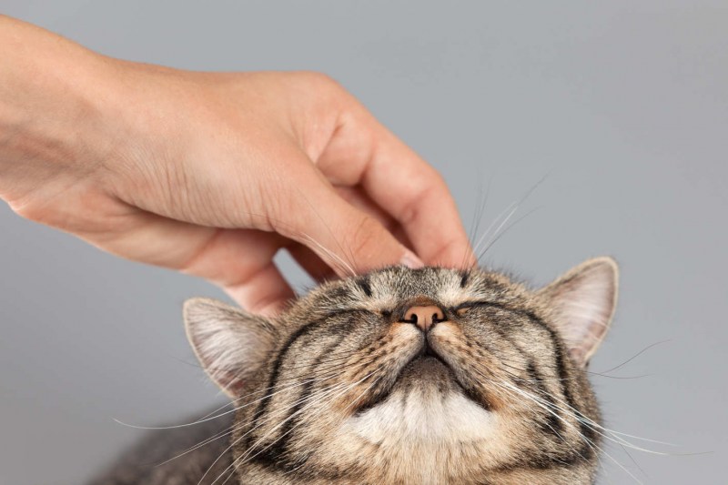 Кошка чухается