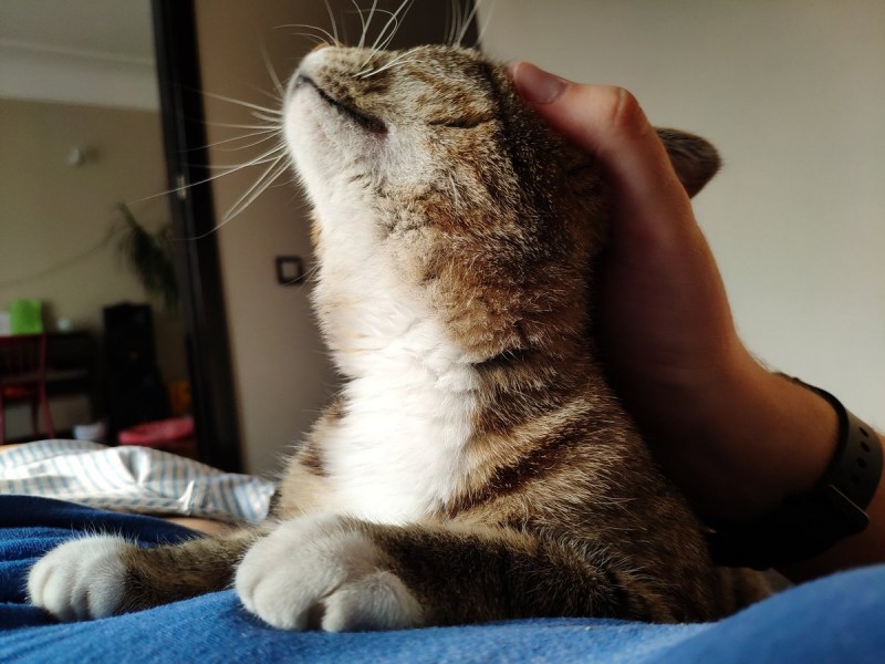 Кошка расчесывается до крови