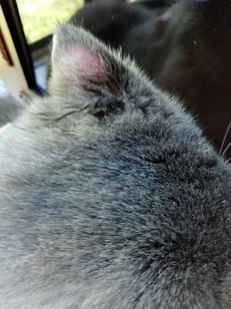 Кот лижет