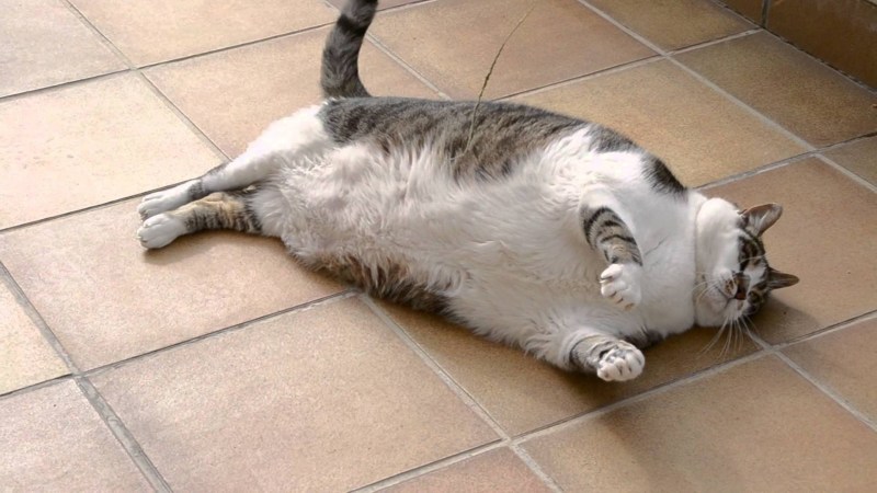 Кота чешут за ушком