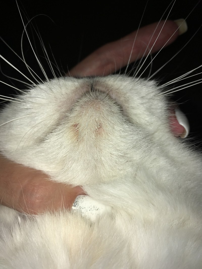 Лактирующая кошка
