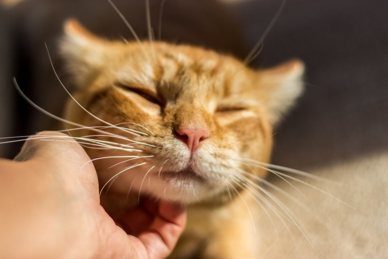 Гладить кошку