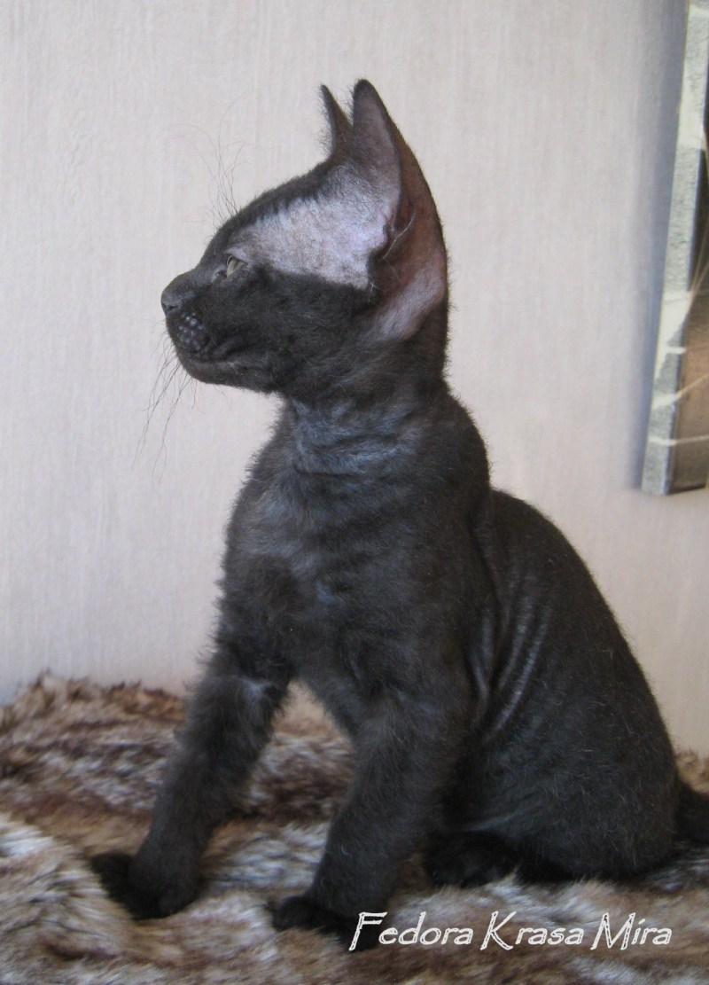 Новорожденные котята сфинкс велюр