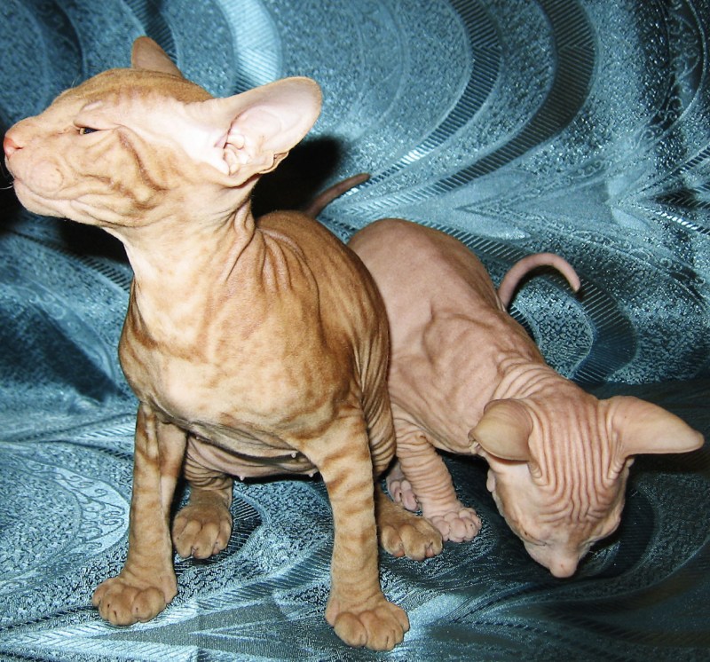 Донской сфинкс кошка с шерстью