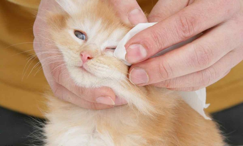 Мойка кота ветеринаром