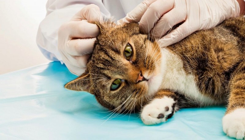 Края ушей у кошки воспалены