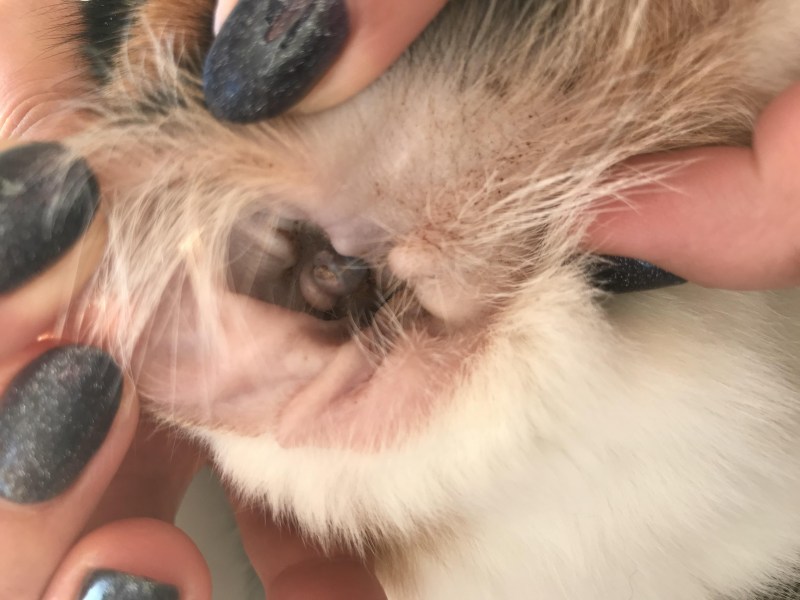 Cat Ears Cleaning