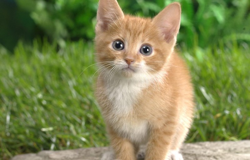 Милые животные котята