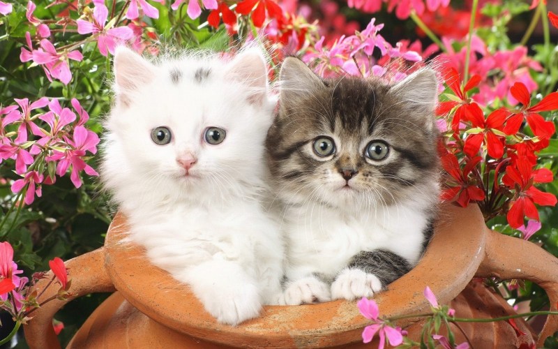 Красивые котята на рабочий стол