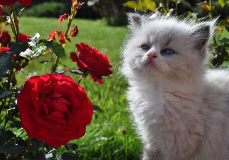 Милые котята в цветах