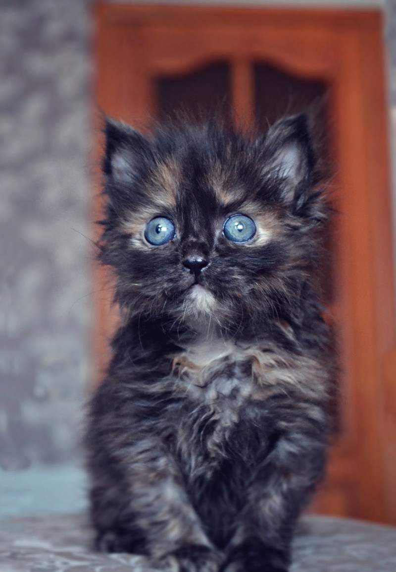 Живых котиков